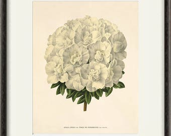 Azalea art antique Botanical Art Prints Home Decor Wall Art Victorian art white wall art Garden Wall Art Vintage flower print flower art