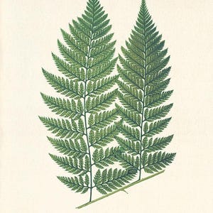 Vintage Fern Botanical Art Print: Victorian Garden Wall Decor