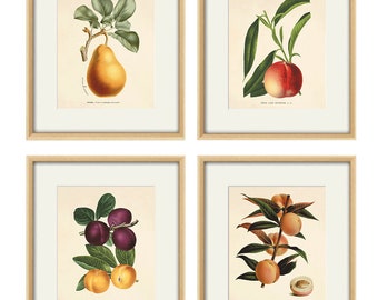 Antique fruit art print Vintage kitchen art print antique botanical art prints fruit wall art kitchen art decor fruit print vintage set of 4