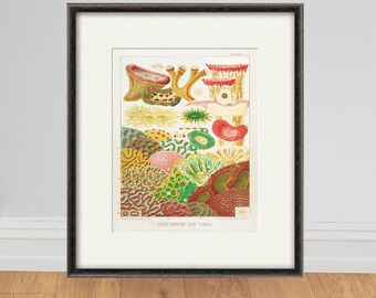 May include: A vintage illustration of various coral species from the Great Barrier Reef. The illustration features a variety of colours, including red, green, yellow, and brown. The text "Great Barrier Reef Deep Corals" is printed at the bottom of the illustration.