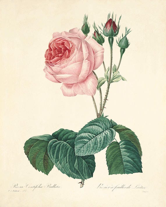 Antique Rose Art Print: Victorian Botanical Illustration - Etsy