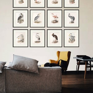 Bird wall art print Bird art print Nature print art print poster wall art print Victorian art old prints Garden Wall art print set image 8