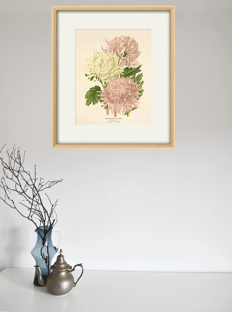 Puede incluir: Una ilustraci&oacute;n bot&aacute;nica enmarcada de tres crisantemos rosas y blancos con hojas verdes. La ilustraci&oacute;n est&aacute; sobre un fondo crema y tiene el texto "Chrysanthemum Indicum" en la parte inferior.