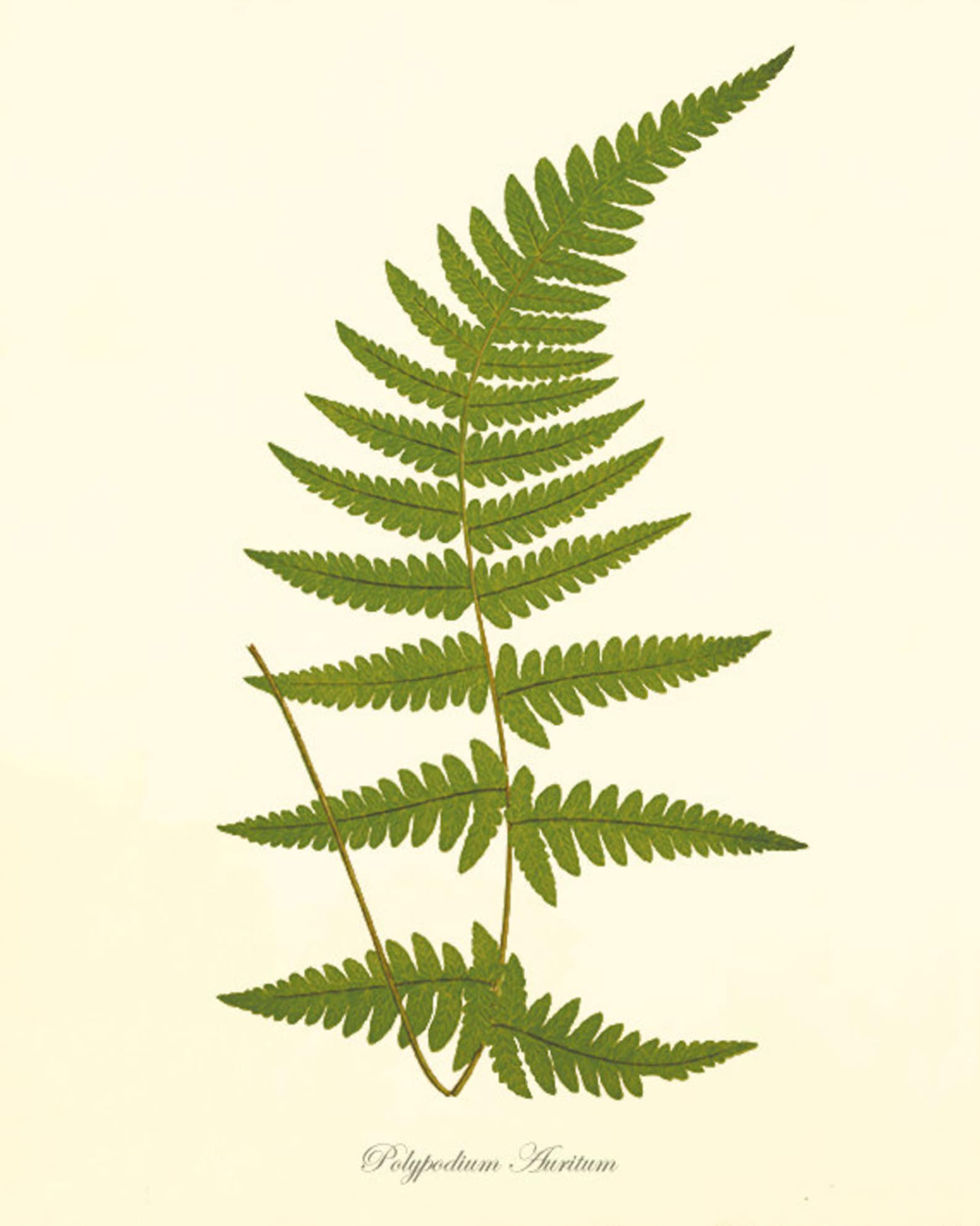 Antique Fern Art Print Vintage Botanical Art Prints Home Decor Etsy