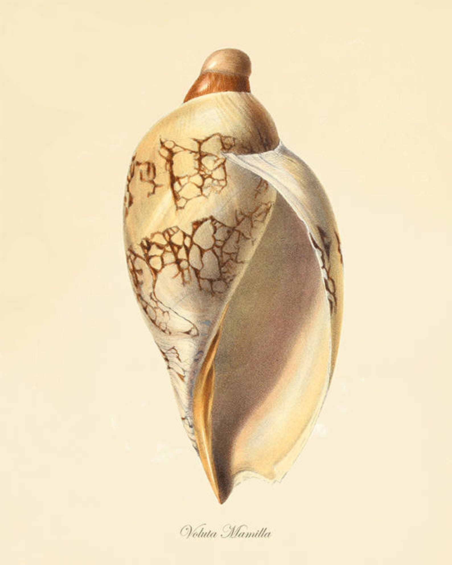 Seashell art coastal art prints nautical print Ocean Decor Etsy