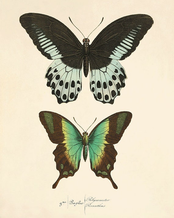 Butterfly Art Print French Art Print Butterfly Wall Art - Etsy
