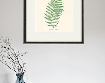 Vintage Fern Art Print: Victorian Botanical Illustration, Antique Style
