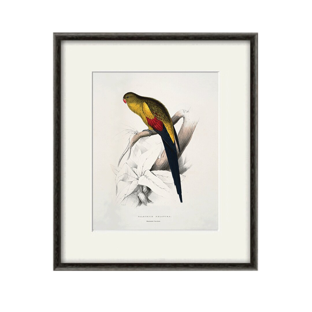 Hand Painted Parrot Art Print Sale