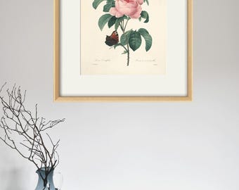 Antique Rose Art Print: Botanical Wall Decor - Etsy