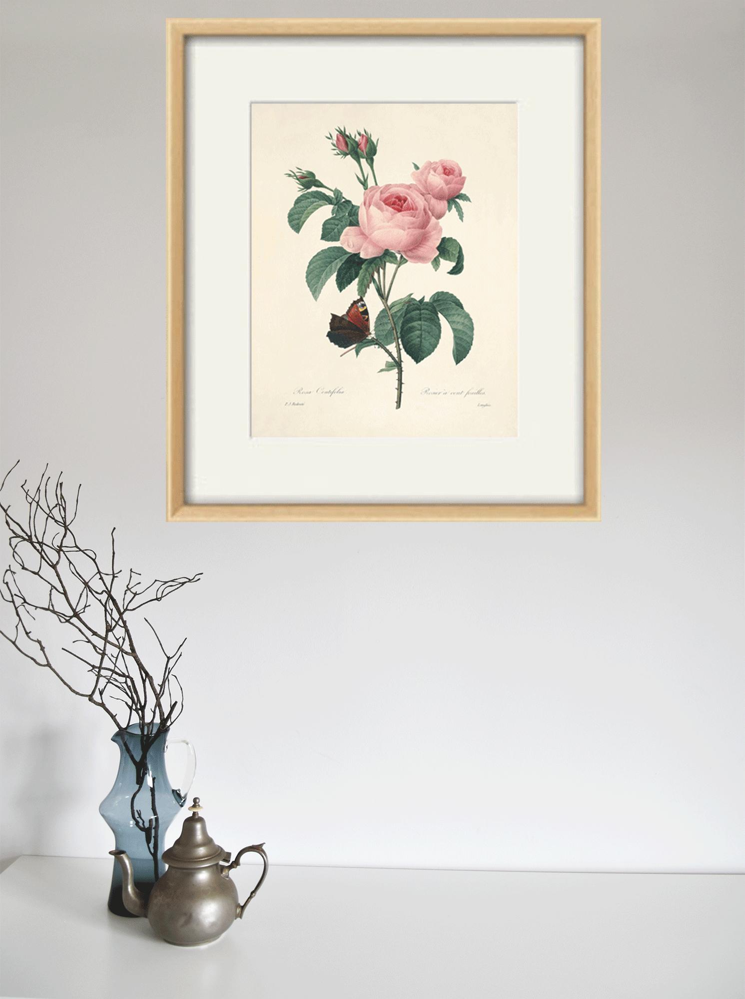 Antique Rose Art Print: Botanical Wall Decor - Etsy Israel