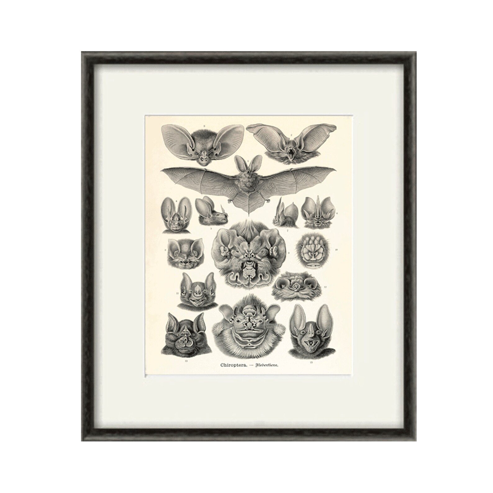 Bats Art Print Vintage Nature Art Print Old Prints Halloween Etsy