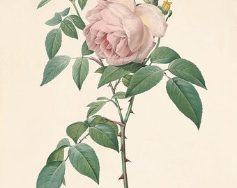 Impressão de Rosa Antiga: Arte de Parede Botânica Vitoriana