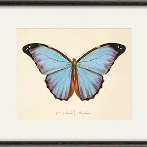 Puede incluir: Una ilustraci&oacute;n vintage de una mariposa Morpho con alas azules y marcas negras. La mariposa se representa con las alas extendidas, mostrando los intrincados detalles de sus alas. La ilustraci&oacute;n est&aacute; impresa en papel color crema con una leyenda manuscrita en la parte inferior: "Morpho Menelaus".