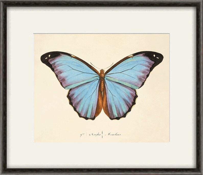 Puede incluir: Una ilustraci&oacute;n vintage de una mariposa Morpho con alas azules y marcas negras. La mariposa se representa con las alas extendidas, mostrando los intrincados detalles de sus alas. La ilustraci&oacute;n est&aacute; impresa en papel color crema con una leyenda manuscrita en la parte inferior: "Morpho Menelaus".