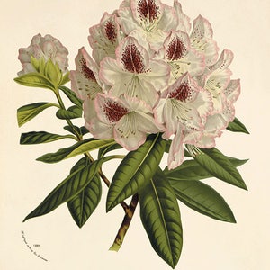 Rhododendron art antique flower art print Botanical Art Prints Victorian art old prints Garden Wall Art Vintage flower wall art French art