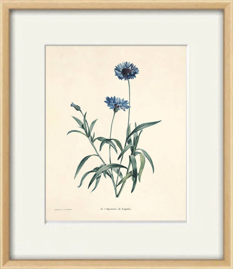 Antique flower print Cottage wall art flowers Victorian print French decor antique wall art Flower decor Botanical wall art Garden print