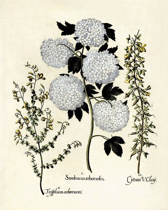 White Hydrangea art print Vintage botanical print garden wall art flowers art print home decor wall art antique print flower wall art Besler