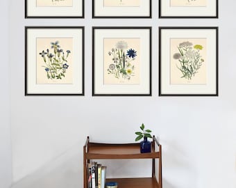 Láminas botánicas antiguas: Juego de 6 láminas florales francesas para pared.