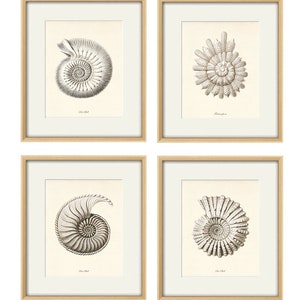 Puede incluir: Conjunto de cuatro ilustraciones enmarcadas en blanco y negro de fósiles de amonites. Cada ilustración está enmarcada en un marco de madera clara con un passe-partout blanco.