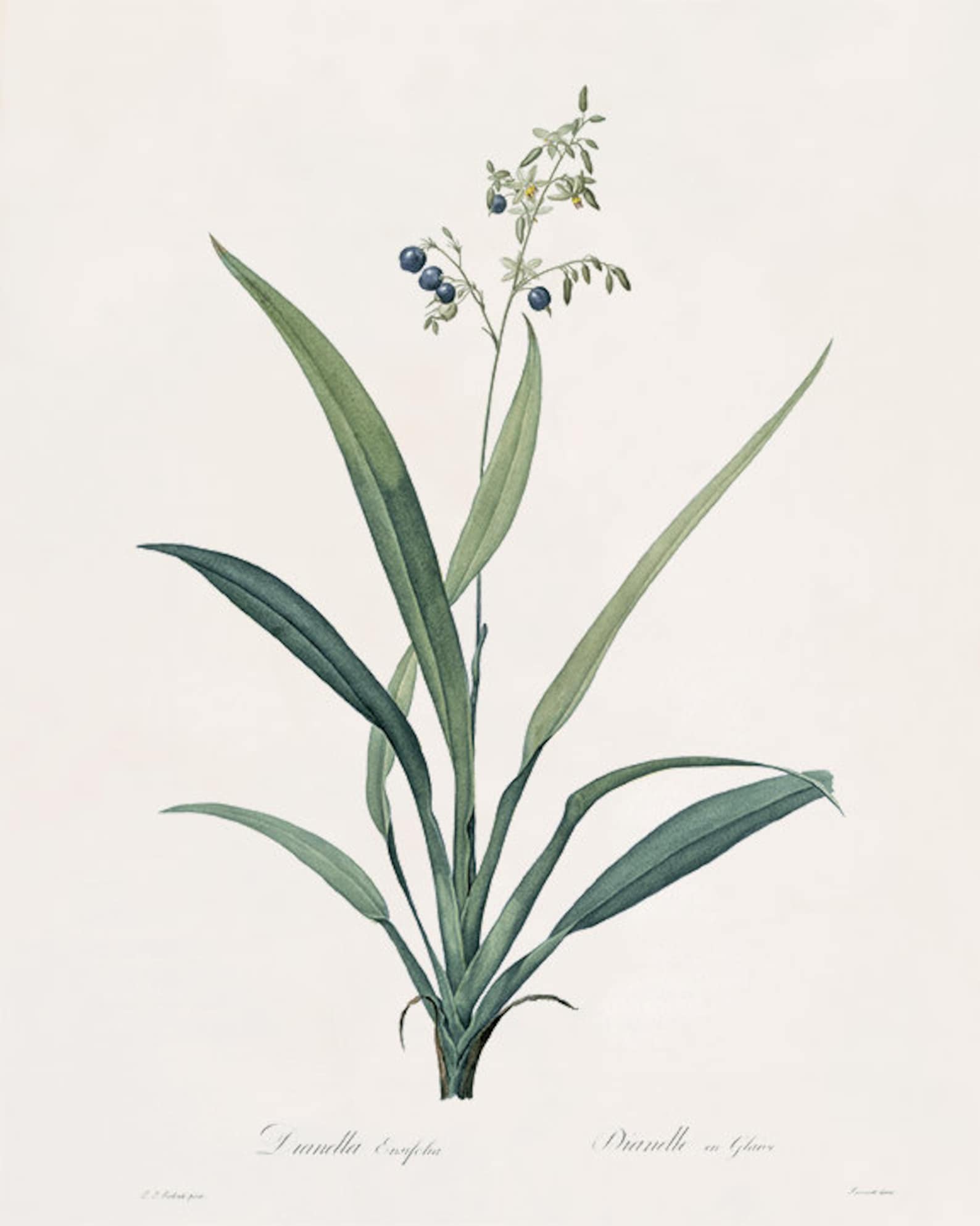 Blue Botanical Prints Vintage Flower Art Cottage Wall Art - Etsy