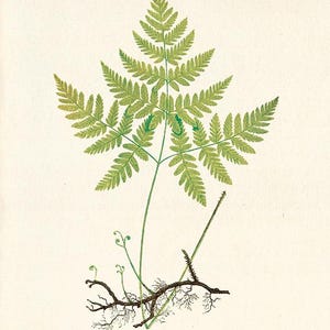 Antique Fern art print Vintage Botanical Art Prints Home Decor Wall Art Victorian art Garden Wall Art ferns antique art print kitchen wall