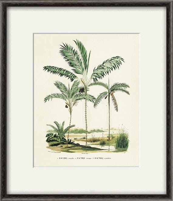 キャンバスプリントアート palm tree 絵画 額付き インテリア Antique Palm Tree Art Print: Victorian Botanical Wall Decor - Etsy