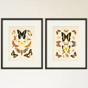 Conjunto de láminas artísticas de mariposas antiguas, láminas de naturaleza, arte de historia natural, láminas antiguas, láminas antiguas, arte victoriano, decoración de mariposas, decoración del hogar, arte de pared