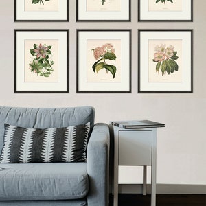 Antiker botanischer Druck Blumendrucke Blumendrucke Wandkunst Blumen botanisches Plakat antike Wandkunst Wohnkultur Wandkunst SET von 6 Bild 6