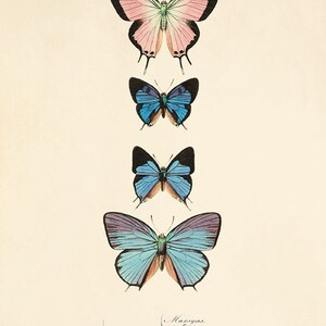 Vintage Butterfly Art Print: Victorian Cottage Wall Decor