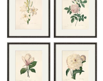 Antique Botanical Flower Prints:  Redoute, White Pink Wall Art, Set of 4