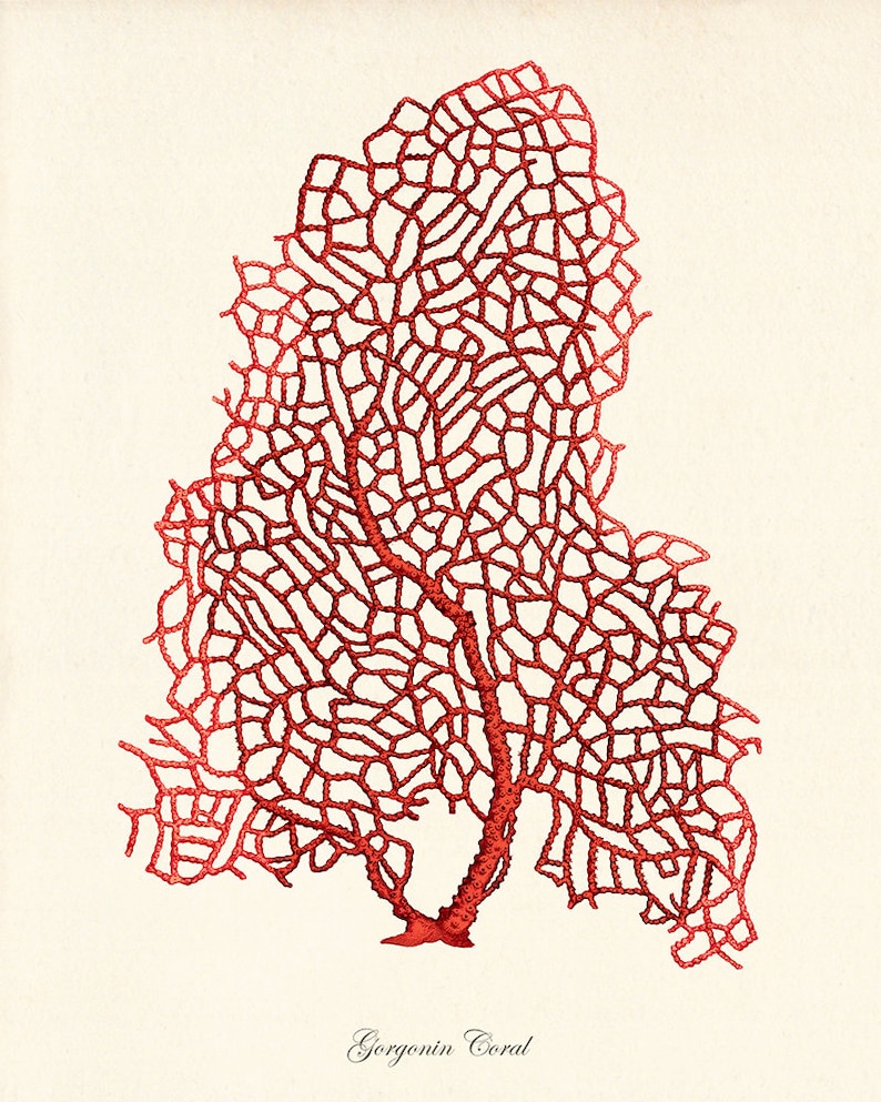 Sea Coral Art Print Vintage Sea Art Print Old Prints Nautical Etsy