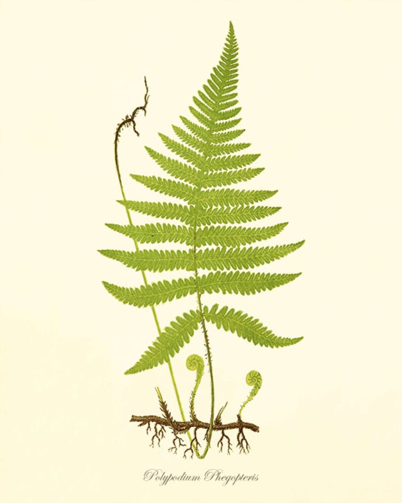 Fern art print vintage antique Botanical Art Prints Home Decor | Etsy