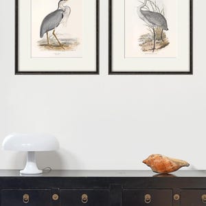 May include: Two framed prints of bird illustrations. The print on the left shows a grey heron with a long yellow beak standing on a grassy surface. The print on the right shows a grey crane with a red head standing on a grassy surface.