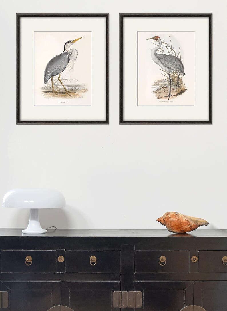 May include: Two framed prints of bird illustrations. The print on the left shows a grey heron with a long yellow beak standing on a grassy surface. The print on the right shows a grey crane with a red head standing on a grassy surface.