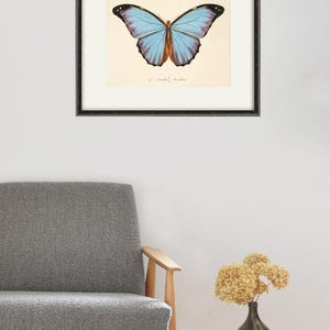 Puede incluir: Una impresi&oacute;n enmarcada de una mariposa morpho azul con un patr&oacute;n de alas azul claro y morado. La impresi&oacute;n est&aacute; sobre un fondo crema con el texto " Morpho Helenus" escrito en tinta negra.