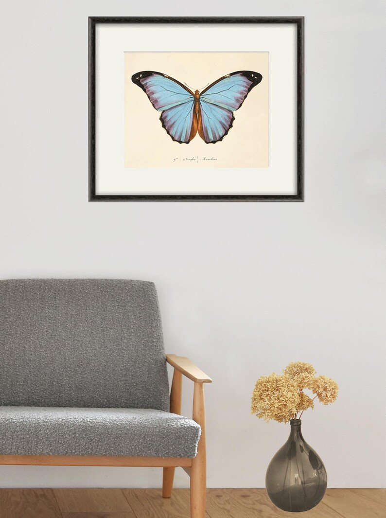 Puede incluir: Una impresi&oacute;n enmarcada de una mariposa morpho azul con un patr&oacute;n de alas azul claro y morado. La impresi&oacute;n est&aacute; sobre un fondo crema con el texto " Morpho Helenus" escrito en tinta negra.