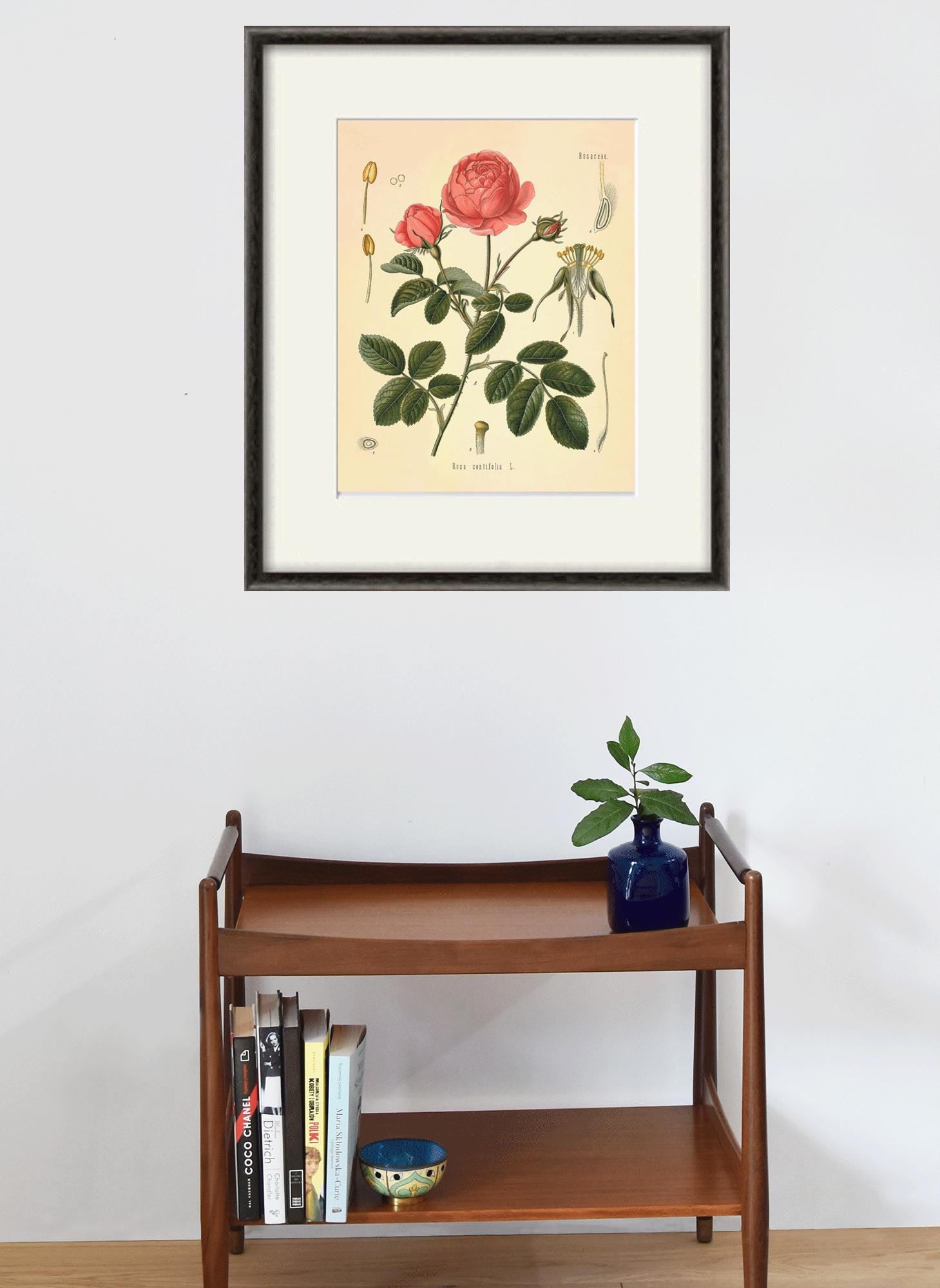 Pink Rose Botanical Print: Antique Victorian Flower Wall Art - Etsy