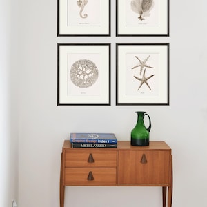 Sepia sea coral art nautical print set Sea art print vintage ocean life art ocean print Natural History nature art Home decor wall art beach