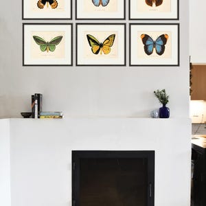 May include: Six framed butterfly illustrations in black frames on a white wall. The butterflies are in various colors, including black, blue, green, orange, and yellow.