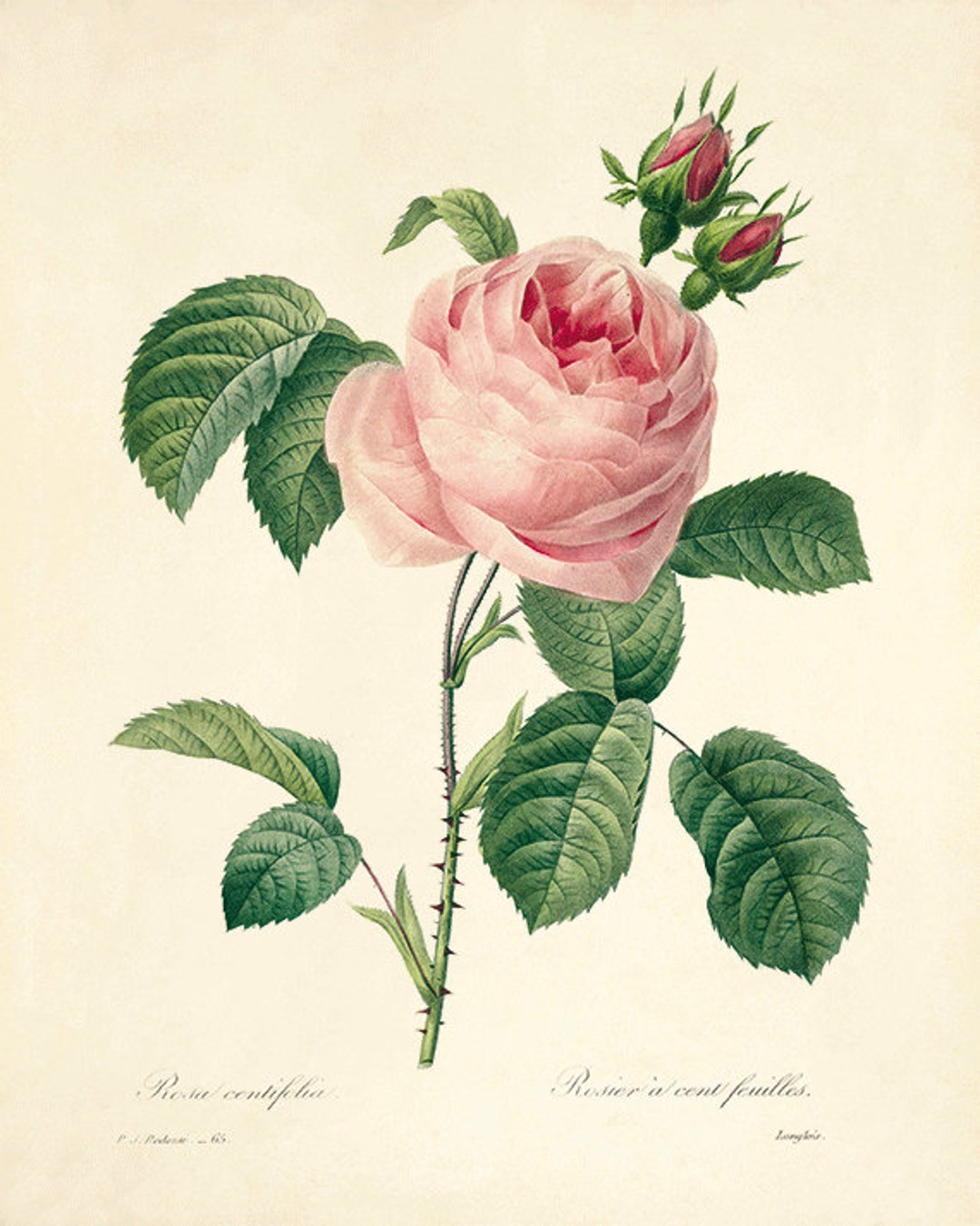 Pink Rose Art Print Vintage Flower Print Cottage Wall Art Victorian ...