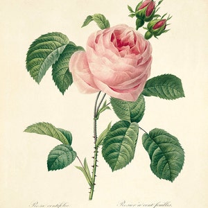 May include: A watercolour painting of a pink rose with green leaves and buds. The rose is in full bloom and has a delicate, feminine appearance. The painting is titled "Rosa centifolia" and "Rosier a cent feuilles".