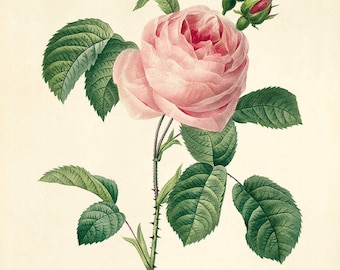 Lámina artística de rosa rosa: decoración botánica francesa vintage