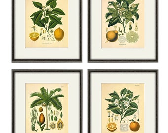 Citrus art print antique Botanical Art Prints botanical print set Citrus print Fruit Prints Set kitchen art Orange print, Lemon art print