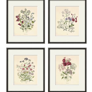 Antique Botanical Prints Set of 4: French Floral Wall Art