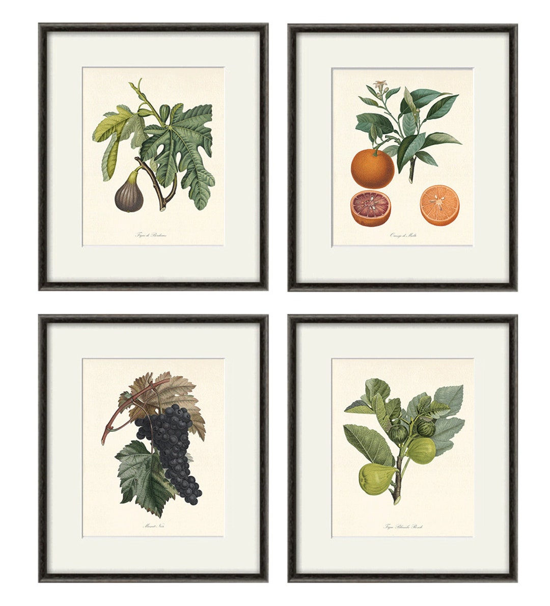 Antique Fruit Art Print Vintage Kitchen Art Print Antique Botanical Art Prints Fruit Wall Art