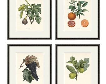 Antique fruit art print Vintage kitchen art print antique botanical art prints fruit wall art kitchen art decor fruit print vintage set of 4