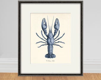 May include: Framed print with a blue lobster illustration on a cream background. The artwork, with detailed anatomy, is set within a dark grey frame. Ideal for nautical or coastal themed interiors, this print would suit a living room or dining area.