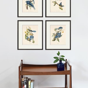Set di stampe di uccelli antichi, set di stampe artistiche di uccelli, stampe antiche, decorazioni di uccelli, poster di stampe artistiche della natura, arte vittoriana, stampa da giardino, arte di storia naturale