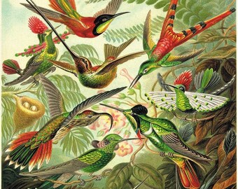 Hummingbirds art antique prints Bird art print Nature print art print poster French art print Victorian art Garden Wall Decor Large wall art