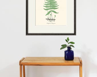 Vintage Fern Art Print: Botanical Wall Decor
